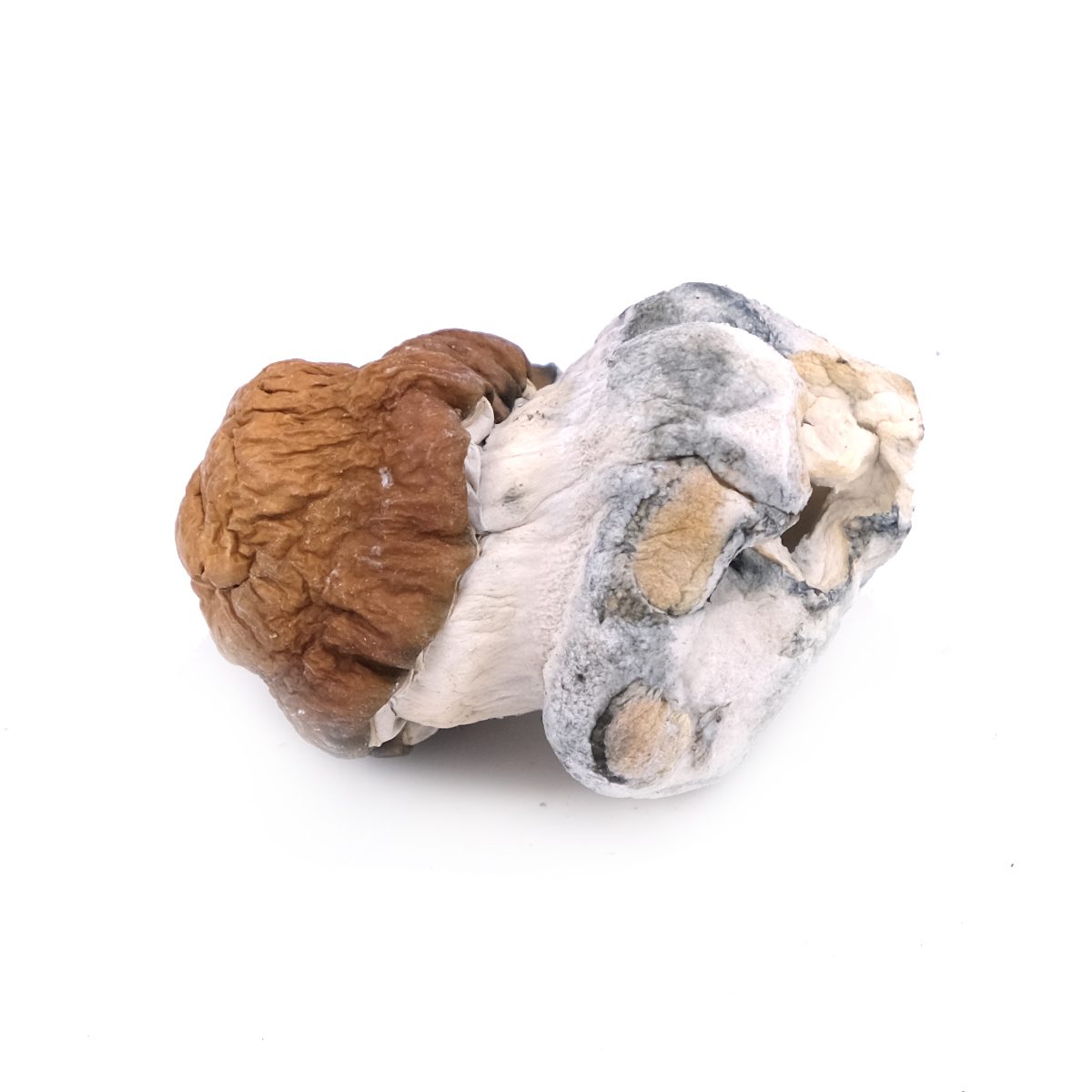 Blue Pulaski westcoastspores