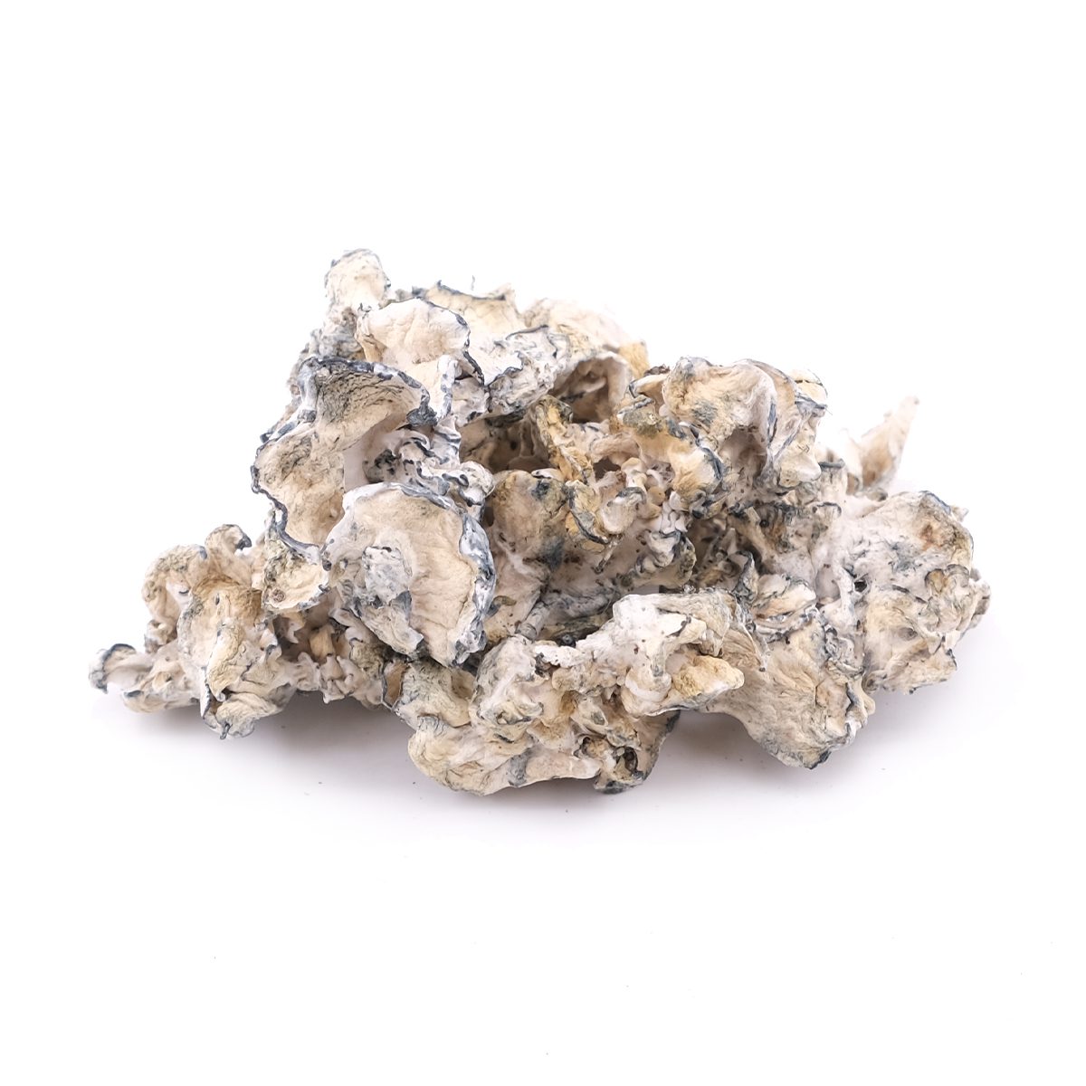 Enigma Westvoastspores