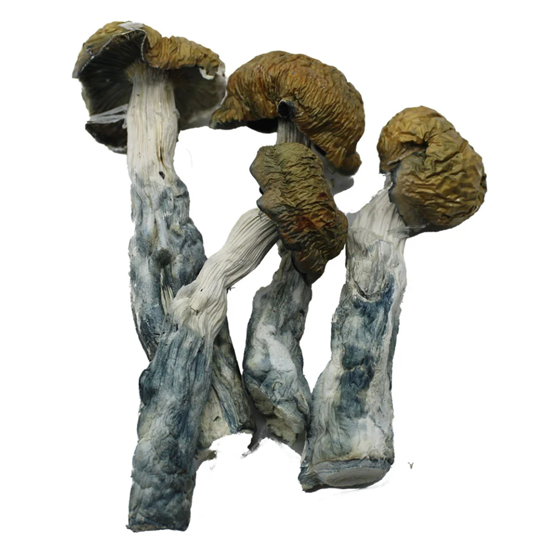 Melmac mushroom westcoast